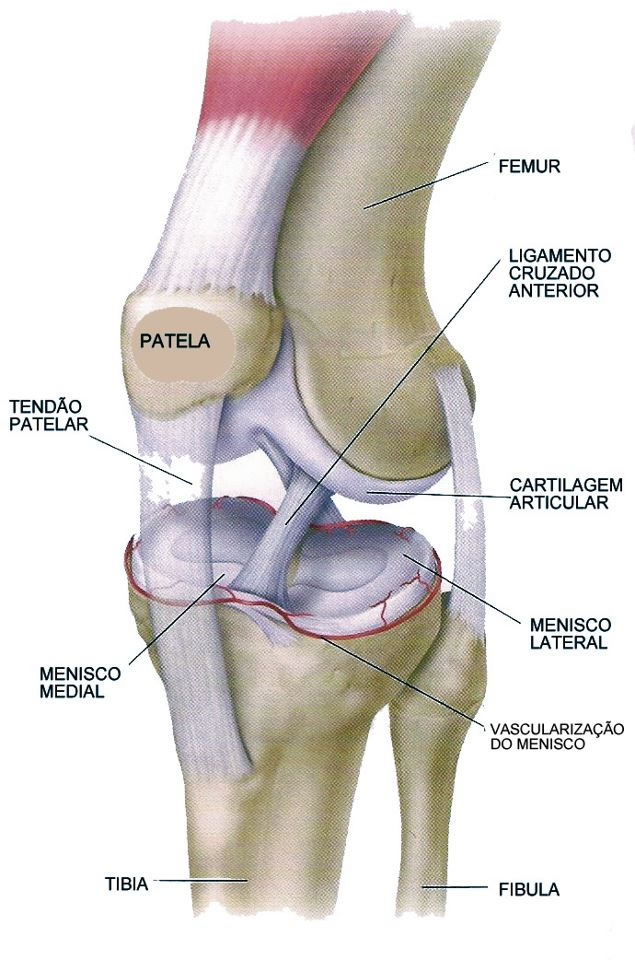 Estrutura do joelho