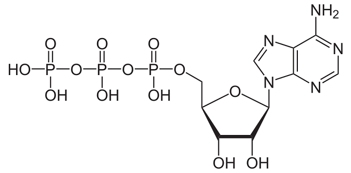 Molécula Adenosina-Trifosfato/atp